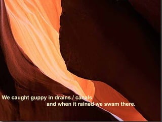 We caught guppy in drains / canals
               and when it rained we swam there.
 