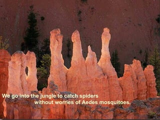 We go into the jungle to catch spiders
             without worries of Aedes mosquitoes.
 