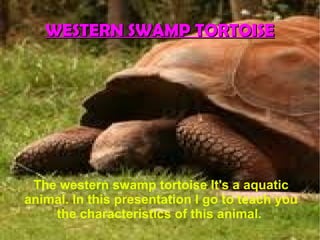 WESTERN SWAMP TORTOISE




 The western swamp tortoise It's a aquatic
animal. In this presentation I go to teach you
    the characteristics of this animal.
 