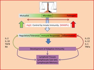 Mutualist Pathogen
Regulation/Tolerance Inflammation
Development of Adaptive Immunity
(AgS) Control by Innate Immunity (MAMPs)
Lymphoid Tissues
Lymphocyte Sub Sets
Lymphocyte Memory
Microbes
Immune Responses
IL-2
IL-10
TGFB
RA
IL-23
IL-12
IL-1
TNFα
 