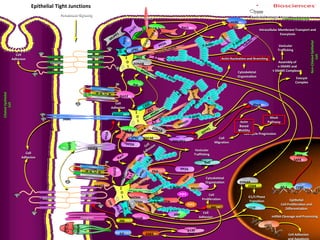 N
C
Occludin
Cgn
PILT
bCtnn
ZONAB
Epithelial Tight Junctions
F-Actin
F-Actin
Cell
Adhesion
Cell
Adhesion
Cell
Migration
Cytoskeletal
Organization
Vesicular
Trafficking
Cell Cycle Progression
Intracellular Membrane Transport and
Exocytosis
Vesicular
Trafficking
Cytoskeletal
Organization Exocyst
Complex
Assembly of
v-SNARE and
t-SNARE Complexes
Cell
Proliferation
Cell
Adhesion
G1/S Phase
Transition
mRNA Cleavage and Processing
Cell Adhesion
and Apoptosis
Epithelial
Cell Proliferation and
Differentiation
Non-CiliatedEpithelial
Cell
CiliatedEpithelial
Cell
RhoA
PathwayActin
Based
Motility
Actin Nucleation and Branching
ZONAB
CDK4 AP-1 CEBP
Paracellular Signaling
RhoA
SAFB
ZO2
Ras
Stx4
mLGL
Myosin
Crb1,3
Afadin
SMURF1
PTEN
HSF1
CSTF
aCtnn
Rab
GTPases
PIP3
PIP2
Cell
Adhesion
Ga12
Ga12
ARP
2/3
PAR-3 Rac1
TGFbR
C
C JAMs JAMs
TIAM1
PAR-3
CDC42
MAGI
2,3
GSK3ILK
JNK
Sympk
TNFaR
TNFa
p130
CAS
Integrins
MAGI1
N
C
Claudins
N
C
Occludin
N
C
Claudins
PKA
VAP33
Akt
Plasmamembrane
2009
ProteinLounge.com
C
 