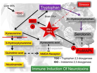 TDO
IDO
Tryptophan
IFN γ
TNFα
Kyneurenine
3-Hydroxykynurenine
Quinolinic acid
Nicotinamide
NMDA Receptor
Kyneurenic acid
5 - Hydroxytryptophan
Serotonin
P38MAPk
+
+
Stressor
Immune Induction Of Neurotoxins
BBB
Liver 95%
Brain 5%>
IDO – Indolamine 2,3 dioxygenase
TDO – Tryptophan 2,3 dioxygenase
N-methyl-D-aspartate
 