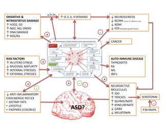 HISTORICAL DIETARY
CHANGE
↓ INTAKE
• PREBIOTICS
• MICRONUTRIENTS
↓HARMLESS
• HELMINTHS
• OLD FRIENDS
↓ DEVELOPMENT
DCreg AND Treg
↑ SUSCEPTABILTY TO
PARA-INFLAMMATION
↑ GUT
PERMEABILITY
ALTERED SIgA
PRODUCTION
↑ LOCAL AND SYSTEMIC PRO-
INFLAMMATORY CYTOKINES
↑ MEDICALISATION
• ANTIBIOTICS
GUT ORIGINATING CYTOKINE DRIVEN ILLNESS AND DYSFUNCTION
↓ LOCAL AND SYSTEMIC
ANTI-INFLAMMATORY
CYTOKINES
IL-1, IL-6, TNFα,
IFNγ, NFκB
IL-10, IL-2, TGFβ
↓ ANTI-INFLAMMATORY
CHOLINERGIC REFLEX
• DIETARY FATS
• LIFESTYLE
• ENZYMES (CCK/BILE)
RISK FACTORS
↑ IN UTERO STRESS
↓ MUCOSAL MATURITY
↑ INTERNAL STRESSES
↑ EXTERNAL STRESSES
OXIDATIVE &
NITROSITATIVE DAMAGE
↑ H2O2, O2
↑ NO2, NO, ONOO
↑ DNA DAMAGE
↑ ROS/NS
↑ Ω-3, 6, 9 DEMAND ↓ NEUROGENESIS
↓ NCAM (neural cell adhesion mols)
↓ BDNF
↓ FGF(Fibroblast growth factor)
AUTO-IMMUNE DISEASE
THYROIDITIS
RA
MS
IBD’s
CANCER
+
+
+
↓Zn,Se
+
NEUROACTIVE
MOLECULES
↑ IDO
↑ TRYCATS
↑ QUINOLINATE
↑ KYNEURENATE
↓ GABA
↓ MELATONIN
SEROTONIN
P38 MAPK
-+
-
-
-
-
ASD?
 