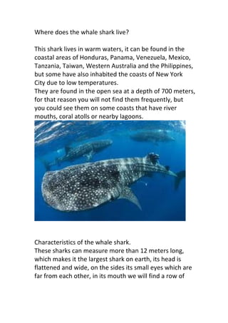Where does the whale shark live?
This shark lives in warm waters, it can be found in the
coastal areas of Honduras, Panama, Venezuela, Mexico,
Tanzania, Taiwan, Western Australia and the Philippines,
but some have also inhabited the coasts of New York
City due to low temperatures.
They are found in the open sea at a depth of 700 meters,
for that reason you will not find them frequently, but
you could see them on some coasts that have river
mouths, coral atolls or nearby lagoons.
Characteristics of the whale shark.
These sharks can measure more than 12 meters long,
which makes it the largest shark on earth, its head is
flattened and wide, on the sides its small eyes which are
far from each other, in its mouth we will find a row of
 