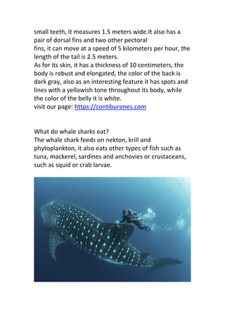 The Whale Shark | PDF
