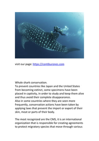 visit our page: https://contiburones.com
Whale shark conservation.
To prevent countries like Japan and the United States
from becoming extinct, some specimens have been
placed in captivity, in order to study and keep them alive
and thus avoid their complete disappearance.
Also in some countries where they are seen more
frequently, conservation actions have been taken by
applying laws that prevent the import or export of their
skin, meat or parts of their body.
The most recognized are the CMS, it is an international
organization that is responsible for creating agreements
to protect migratory species that move through various
 