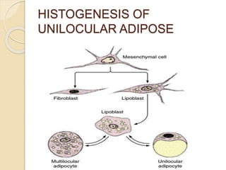 HISTOGENESIS OF
UNILOCULAR ADIPOSE
 