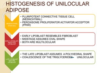 HISTOGENESIS OF UNILOCULAR
ADIPOSE
MESENCHYMAL
STEM CELL
• PLURIPOTENT CONNECTIVE TISSUE CELL
(MESNCHYMAL)
• PEROXISOME PROLIFERATOR ACTIVATOR ACCEPTOR
(PPAR)
EARLY LIPOBLAST,
MIDSTAGE
LIPOBLAST
• EARLY LIPOBLAST RESEMBLES FIBROBLAST
• MIDSTAGE ASSUMES OVAL SHAPE
• BOTH ARE MULTILOCULAR
LATE LIPOBLAST
MATURE
LIPOBLAST
• THE LATE LIPOBLAST ASSUMES A POLYHEDRAL SHAPE
• COALESCENCE OF THE TRIGLYCERIDES UNILOCULAR
 