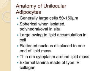 Anatomy of Unilocular
Adipocytes
 Generally large cells 50-150μm
 Spherical when isolated,
polyhedral/oval in situ
 Large owing to lipid accumulation in
cell
 Flattened nucleus displaced to one
end of lipid mass
 Thin rim cytoplasm around lipid mass
 External lamina made of type IV
collagen
 