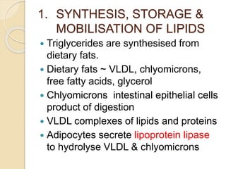 1. SYNTHESIS, STORAGE &
MOBILISATION OF LIPIDS
 Triglycerides are synthesised from
dietary fats.
 Dietary fats ~ VLDL, chlyomicrons,
free fatty acids, glycerol
 Chlyomicrons intestinal epithelial cells
product of digestion
 VLDL complexes of lipids and proteins
 Adipocytes secrete lipoprotein lipase
to hydrolyse VLDL & chlyomicrons
 