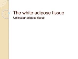 The white adipose tissue
Unilocular adipose tissue
 
