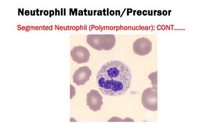 The white cells granulocytes and their benign disorders | PDF