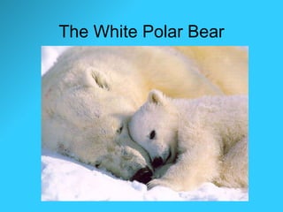 The White Polar Bear 