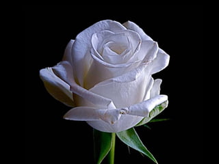 Three Roses Athens The White Rose of Athens | PPS