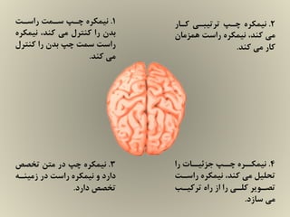 1.‫ﺭﺍﺳـﺖ‬ ‫ﺳـﻤﺖ‬ ‫ﭼـﭗ‬ ‫ﻧﻴﻤﻜﺮﻩ‬
‫ﻧﻴﻤﻜﺮﻩ‬ ،‫ﻛﻨﺪ‬ ‫ﻣﻲ‬ ‫ﻛﻨﺘﺮﻝ‬ ‫ﺭﺍ‬ ‫ﺑﺪﻥ‬
‫ﻛﻨﺘﺮﻝ‬ ‫ﺭﺍ‬ ‫ﺑﺪﻥ‬ ‫ﭼﭗ‬ ‫ﺳﻤﺖ‬ ‫ﺭﺍﺳﺖ‬
‫ﻛﻨﺪ‬ ‫ﻣﻲ‬.
2.‫ﻛـﺎﺭ‬ ‫ﺗﺮﺗﻴﺒـﻲ‬ ‫ﭼـﭗ‬ ‫ﻧﻴﻤﻜﺮﻩ‬
‫ﻫﻤﺰﻣﺎﻥ‬ ‫ﺭﺍﺳﺖ‬ ‫ﻧﻴﻤﻜﺮﻩ‬ ،‫ﻛﻨﺪ‬ ‫ﻣﻲ‬
‫ﻛﻨﺪ‬ ‫ﻣﻲ‬ ‫ﻛﺎﺭ‬.
3.‫ﺗﺨﺼﺺ‬ ‫ﻣﺘﻦ‬ ‫ﺩﺭ‬ ‫ﭼﭗ‬ ‫ﻧﻴﻤﻜﺮﻩ‬
‫ﺯﻣﻴﻨـﻪ‬ ‫ﺩﺭ‬ ‫ﺭﺍﺳﺖ‬ ‫ﻧﻴﻤﻜﺮﻩ‬ ‫ﻭ‬ ‫ﺩﺍﺭﺩ‬
‫ﺩﺍﺭﺩ‬ ‫ﺗﺨﺼﺺ‬.
4.‫ﺭﺍ‬ ‫ـﺎﺕ‬‫ﺟﺰﺋﻴـ‬ ‫ـﭗ‬‫ﭼـ‬ ‫ـﺮﻩ‬‫ﻧﻴﻤﻜـ‬
‫ﺭﺍﺳـﺖ‬ ‫ﻧﻴﻤﻜﺮﻩ‬ ،‫ﻛﻨﺪ‬ ‫ﻣﻲ‬ ‫ﺗﺤﻠﻴﻞ‬
‫ـﺐ‬‫ـ‬‫ﺗﺮﻛﻴ‬ ‫ﺭﺍﻩ‬ ‫ﺍﺯ‬ ‫ﺭﺍ‬ ‫ـﻲ‬‫ـ‬‫ﻛﻠ‬ ‫ـﻮﻳﺮ‬‫ـ‬‫ﺗﺼ‬
‫ﺳﺎﺯﺩ‬ ‫ﻣﻲ‬.
 