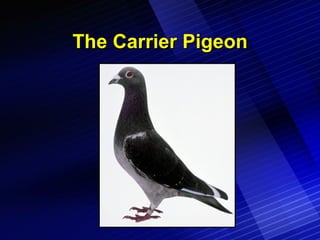 The Carrier Pigeon 