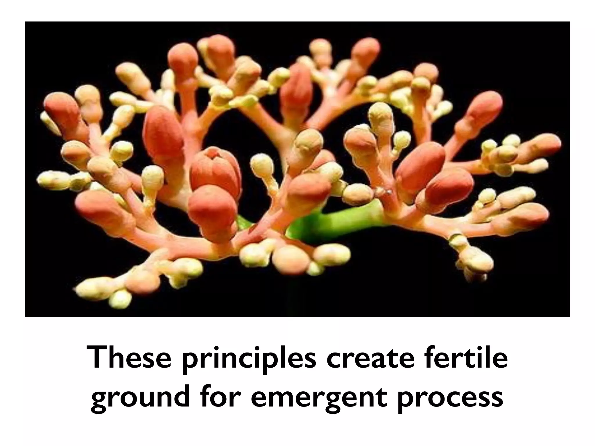These principles create fertile
ground for emergent process
 