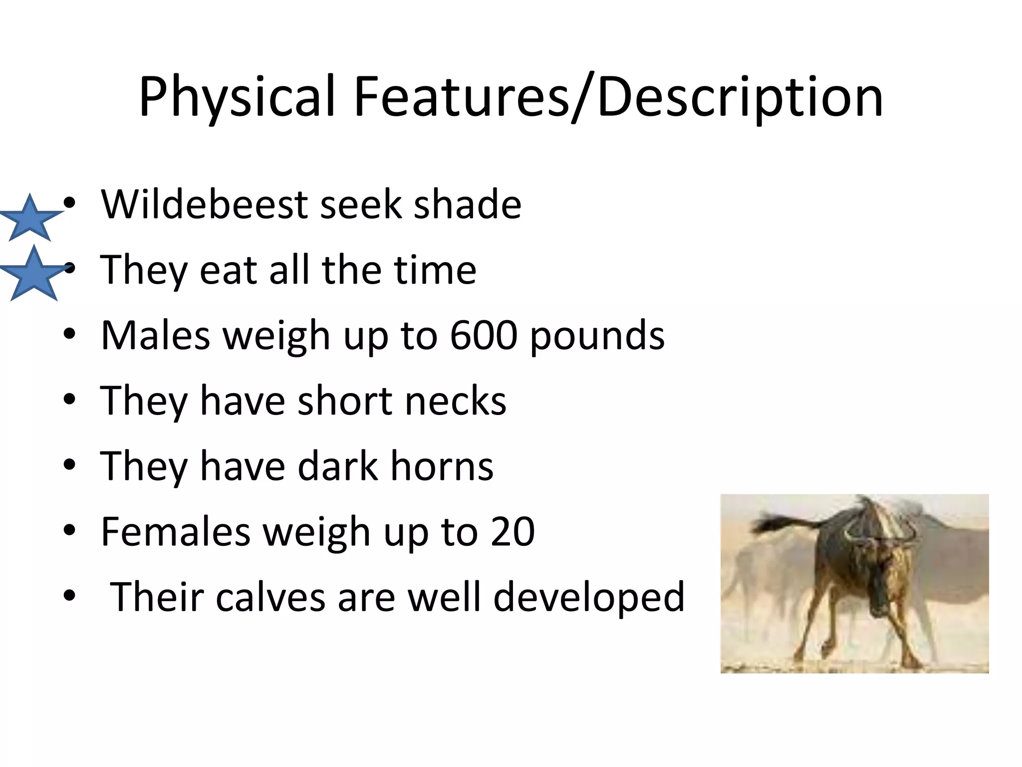 Physical Features/DescriptionWildebeest seek shadeThey eat all the timeMales weigh up to 600 poundsThey have short necksThey have dark hornsFemales weigh up to 20 Their calves are well developed
