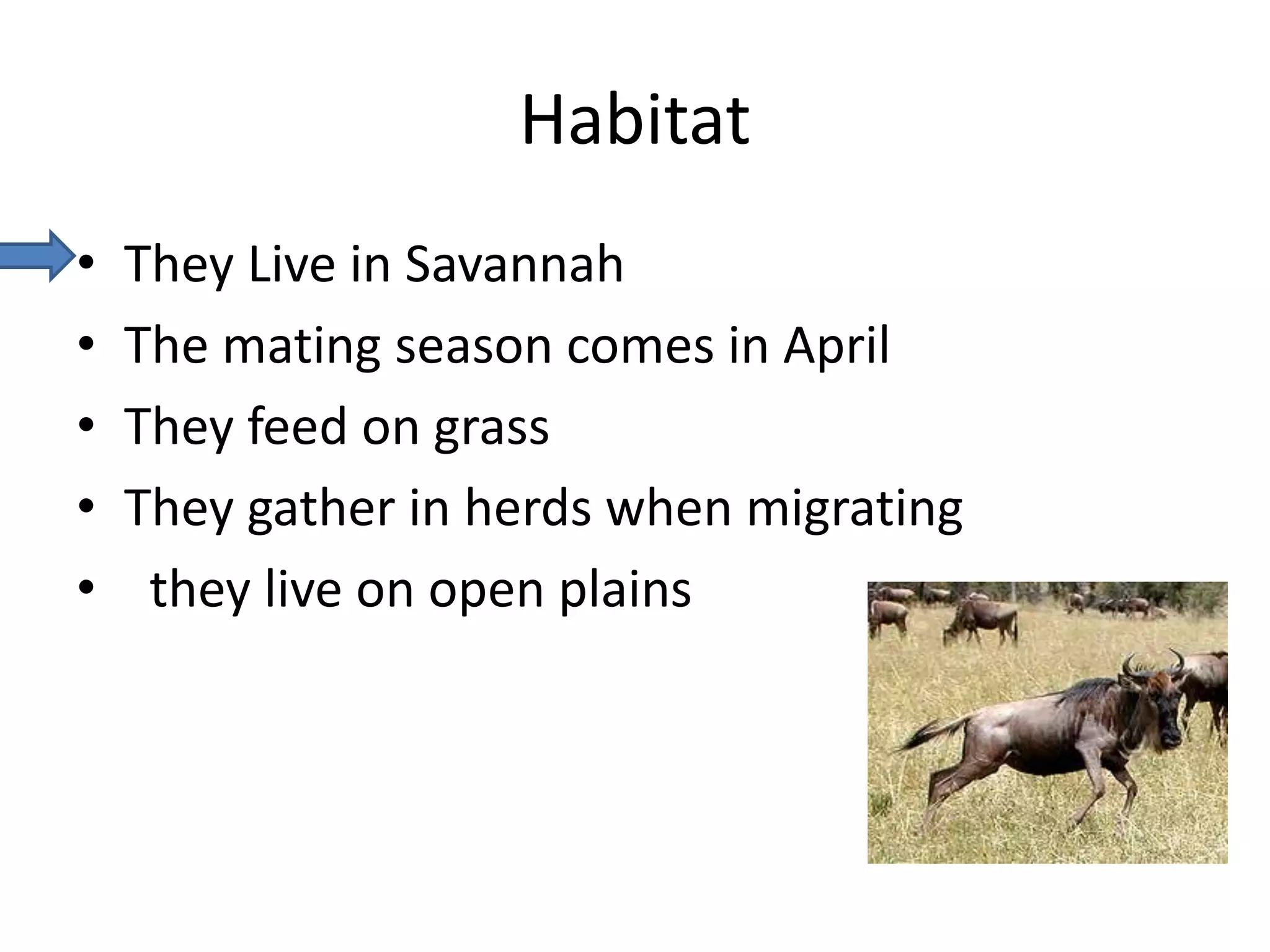 HabitatThey Live in SavannahThe mating season comes in AprilThey feed on grassThey gather in herds when migrating they live on open plains