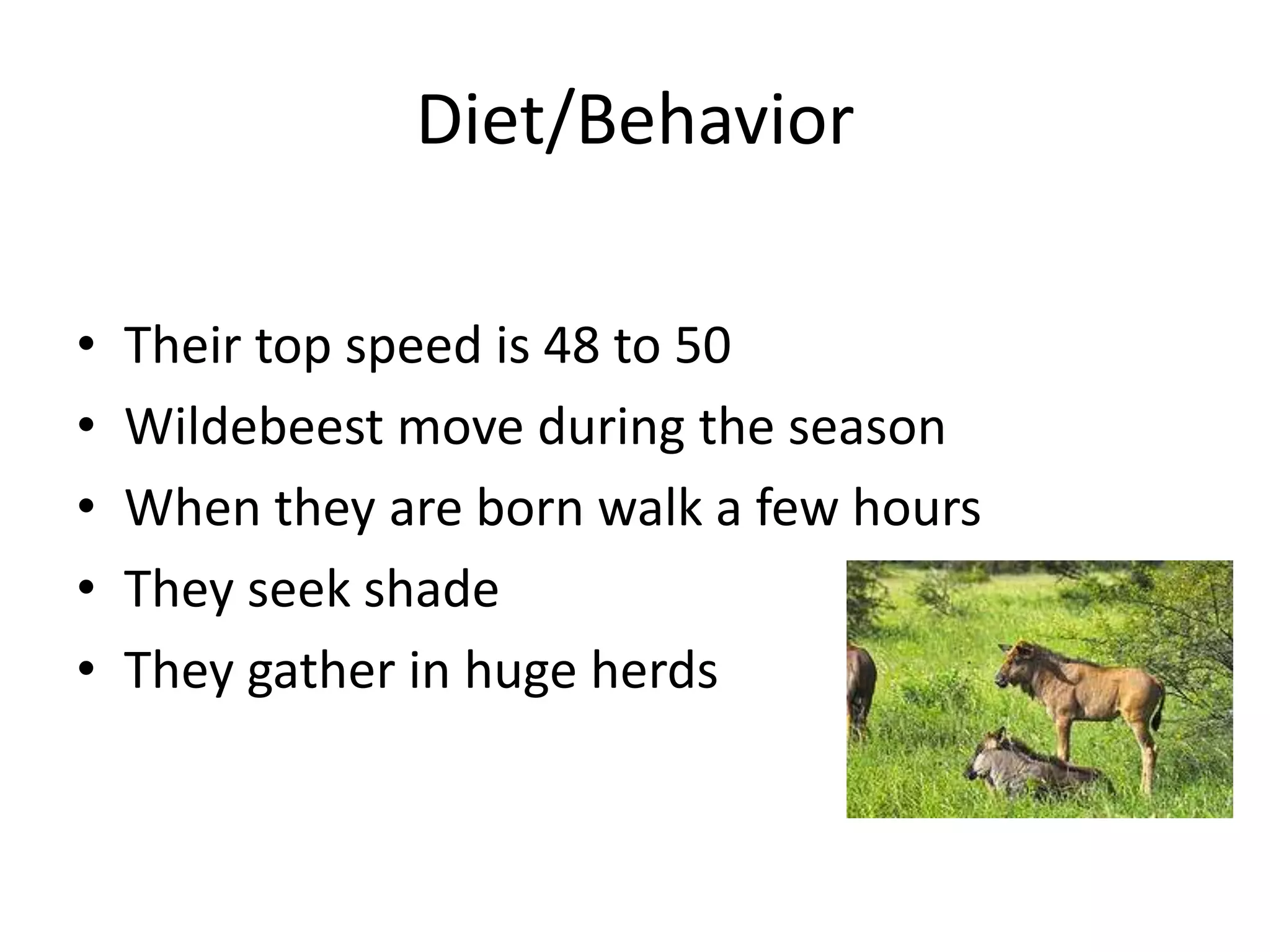 Diet/BehaviorTheir top speed is 48 to 50Wildebeest move during the seasonWhen they are born walk a few hoursThey seek shadeThey gather in huge herds