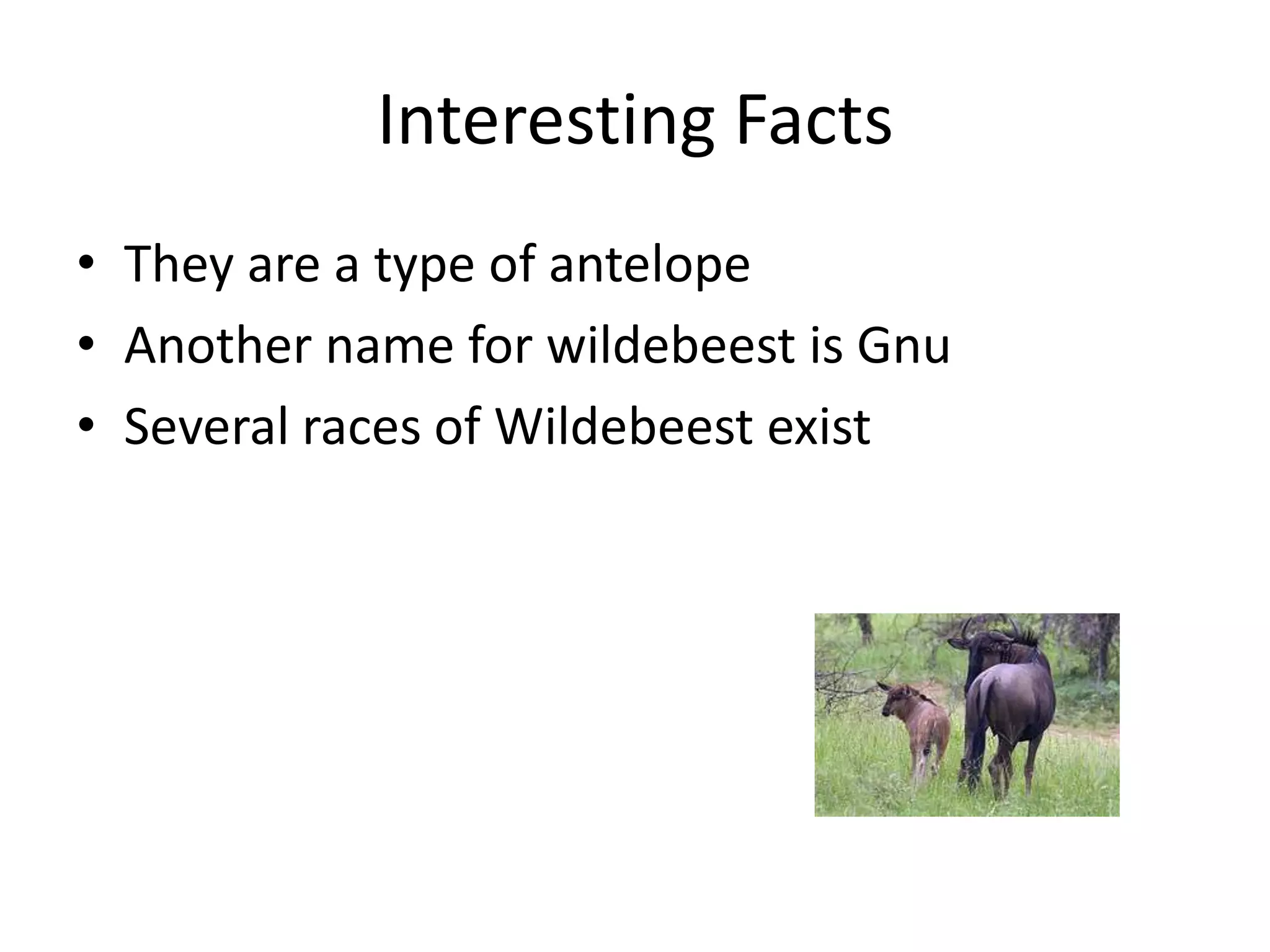 Interesting FactsThey are a type of antelopeAnother name for wildebeest is GnuSeveral races of Wildebeest exist