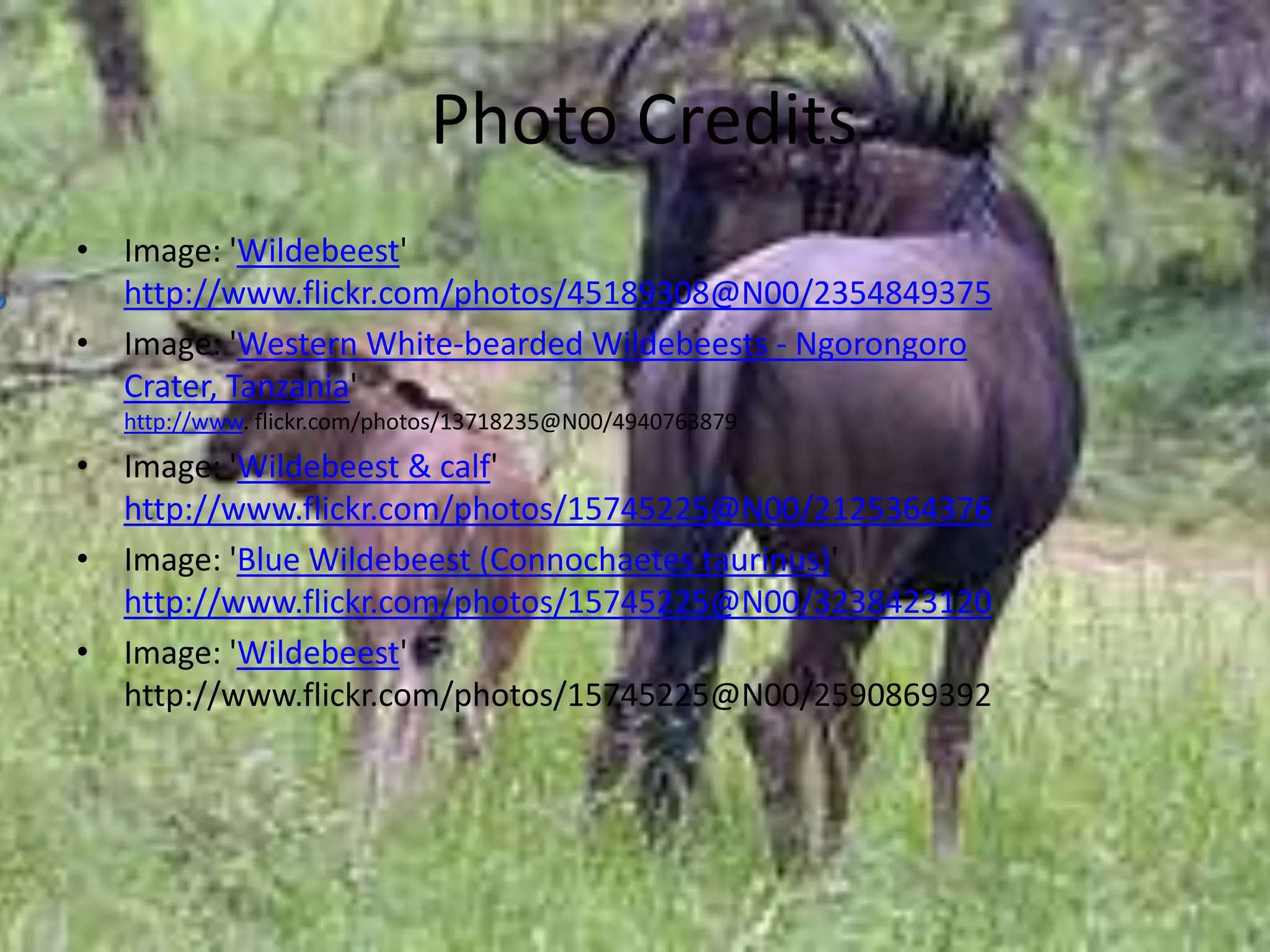 Photo CreditsImage: 'Wildebeest' http://www.flickr.com/photos/45189308@N00/2354849375Image: 'Western White-bearded Wildebeests - Ngorongoro Crater, Tanzania' http://www. flickr.com/photos/13718235@N00/4940763879Image: 'Wildebeest & calf' http://www.flickr.com/photos/15745225@N00/2125364376Image: 'Blue Wildebeest (Connochaetestaurinus)' http://www.flickr.com/photos/15745225@N00/3238423120Image: 'Wildebeest' http://www.flickr.com/photos/15745225@N00/2590869392