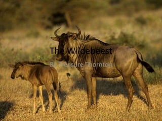 The Wildebeest By Treasure Thornton 