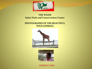 THE WILDS 
Safari Park and Conservation Center 
PHOTOGRAPHS OF THE BEAUTIFUL 
WILD ANIMALS 
DINESH VORA 
 
