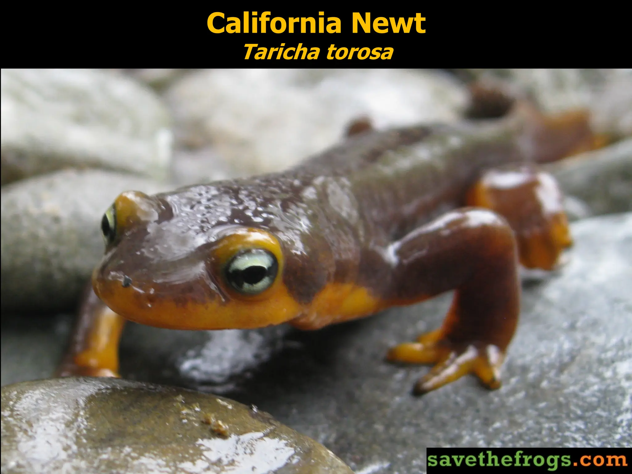 Frog Introduction The Wild World Of Frogs (An Introduction To Amphibian Conservation) | PDF