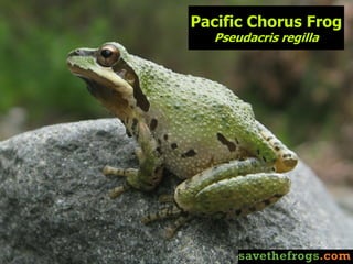 Frog Introduction The Wild World Of Frogs (An Introduction To Amphibian Conservation) | PDF