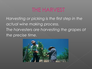 Harvesting or picking is the first step in the
actual wine making process.
The harvesters are harvesting the grapes at
the precise time.
 