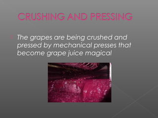    The grapes are being crushed and
    pressed by mechanical presses that
    become grape juice magical
 