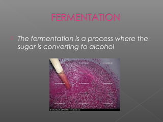    The fermentation is a process where the
    sugar is converting to alcohol
 