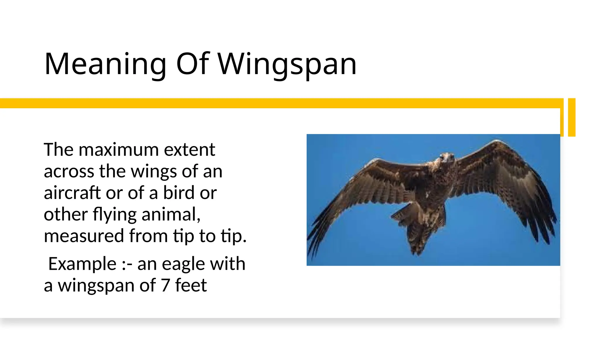 THE WINGSPAN OF BIRDS’.pptx ENGLISH CLASS 10 PPTX