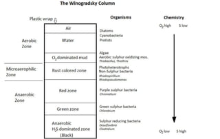 The Winogradsky Column
Plastic wrap n
Aerobic
Zone
Microaerophilic
Zone
Anaerobic
Zone
Air
Water
02dominated mud
Rust colored zone
Red zone
Green zone
Anaerobic
H S dominated zone
(Black)
Organisms
Diatoms
Cyanobacteria
Protists
Algae
Aerobic sulphur oxidizing mos.
Thiobacillus, Thiothrix
Photoheterotrophs
Non-Sulphur bacteria
Rhodospirillium
Rhodopseudomonas
Purple sulphur bacteria
Chromatium
Green sulphur bacteria
Chlorobium
Sulphur reducing bacteria
Desulfovibrio
Clostridium
Chemistry
O high Slow
O low S high
 