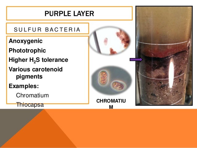 The Winogradsky Column