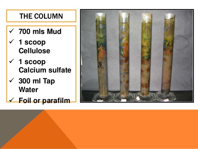 The Winogradsky Column