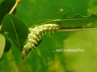 ....and a caterpillar. 