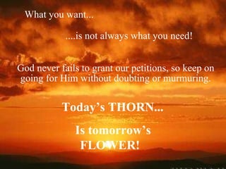 What you want... ....is not always what you need! God never fails to grant our petitions, so keep on going for Him without doubting or murmuring. Today’s THORN... Is tomorrow’s FLOWER!  