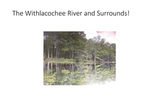The Withlacochee River and Surrounds!
 