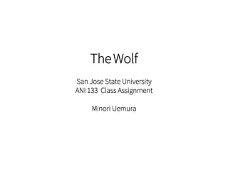 TheWolf
San Jose State University
ANI 133 Class Assignment
Minori Uemura
 