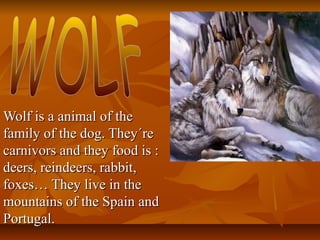 Wolf is a animal of the
family of the dog. They´re
carnivors and they food is :
deers, reindeers, rabbit,
foxes… They live in the
mountains of the Spain and
Portugal.

 