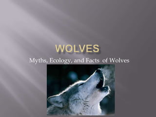 Myths, Ecology, and Facts of Wolves
 
