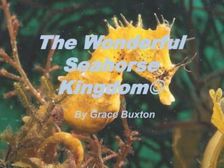 The Wonderful
  Seahorse
  Kingdom
   By Grace Buxton
 