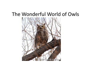 The Wonderful World of Owls
 