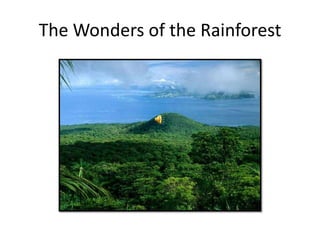 The Wonders of the Rainforest

 