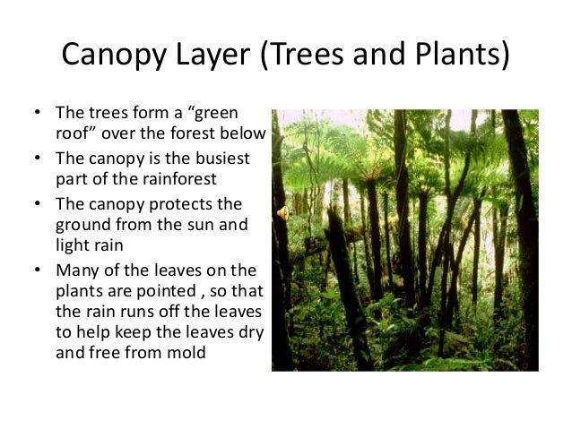Canopy Layer Plants & Bromeliads Grow In Great Abundance ...