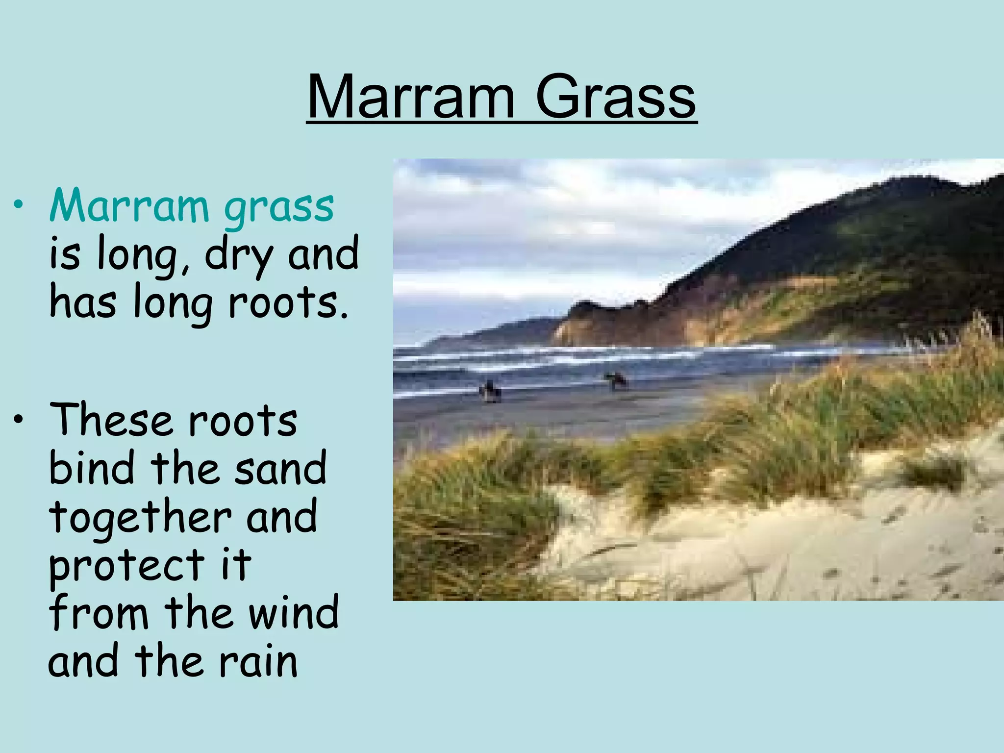 Marram Grass
• Marram grass
is long, dry and
has long roots.
• These roots
bind the sand
together and
protect it
from the wind
and the rain
 