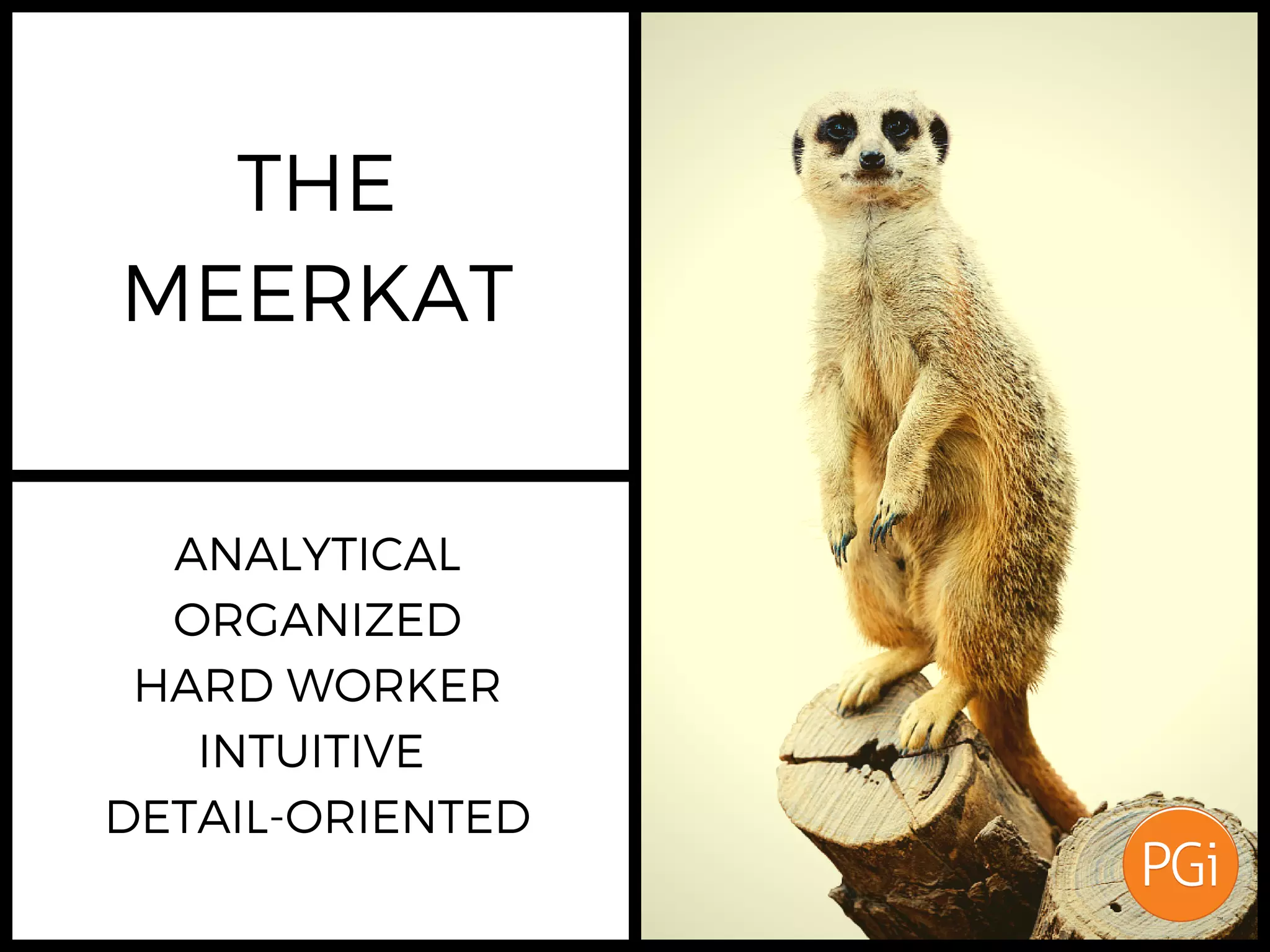 THE
MEERKAT
ANALYTICAL
ORGANIZED
HARD WORKER
INTUITIVE
DETAIL-ORIENTED
 