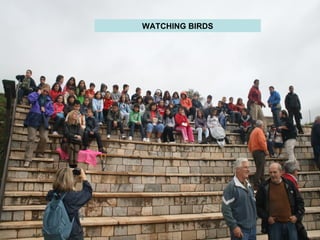 WATCHING BIRDS 